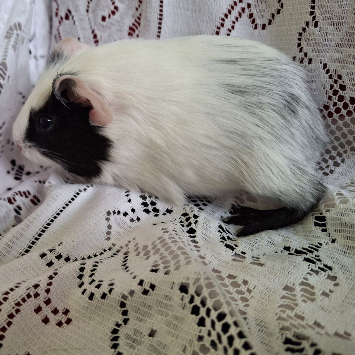 Baby Guinea Pig: Arlo