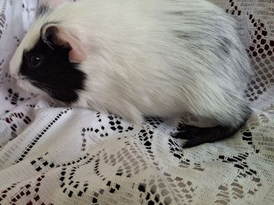 Baby Guinea Pig: Arlo