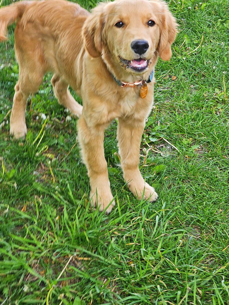 AKC Golden Retriever Puppy Program