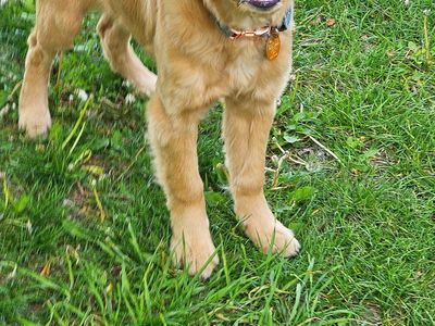 AKC Golden Retriever Puppy Program