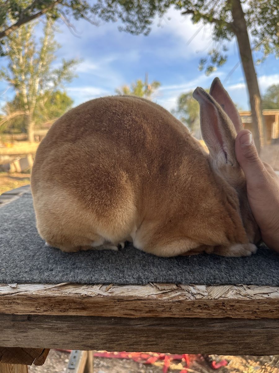 Rex rabbit breeding trio