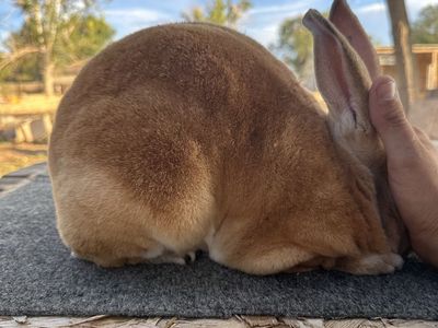 Rex rabbit breeding trio