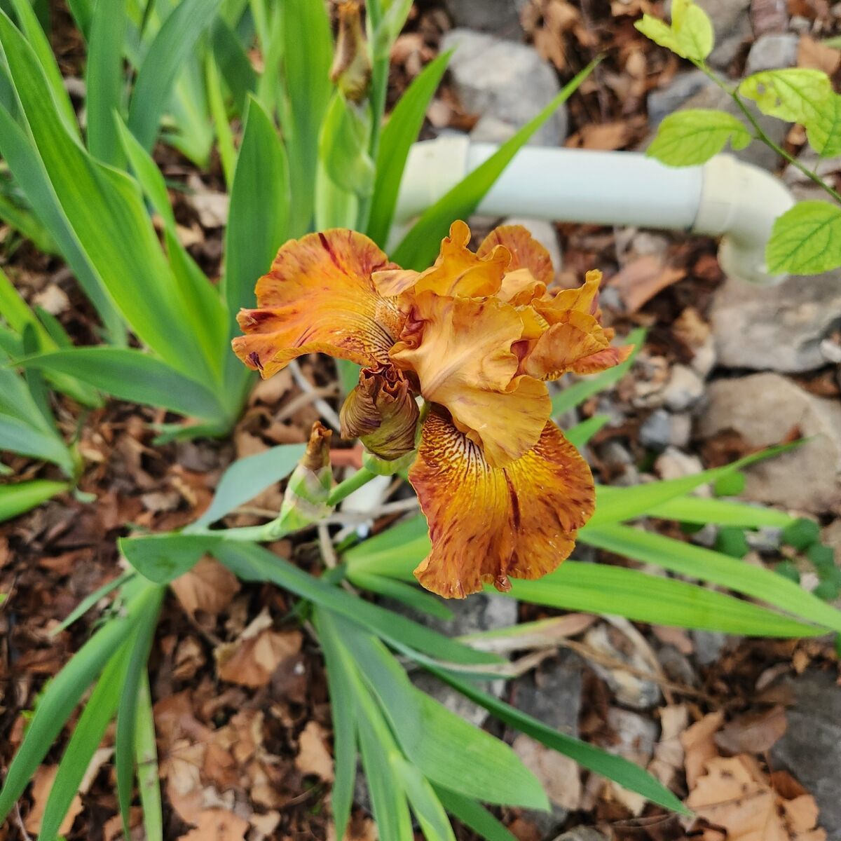 Tall Bearded Iris "hotdogs and Mustard"