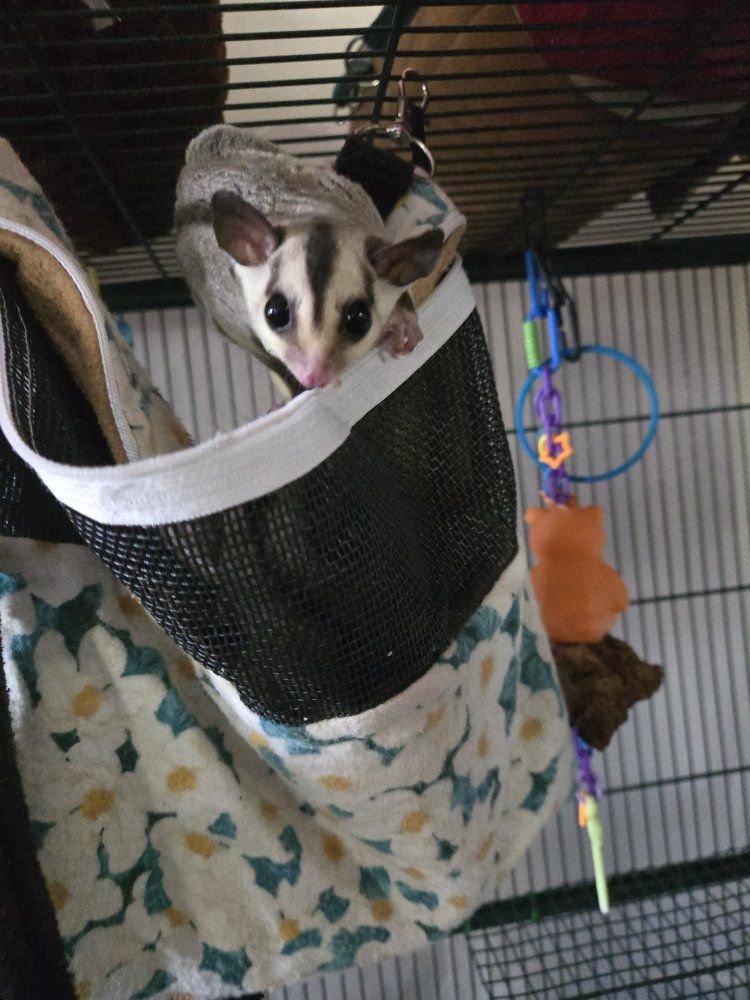 Sugar Glider Babies - Adorable, Playful, and Ready for New Homes!