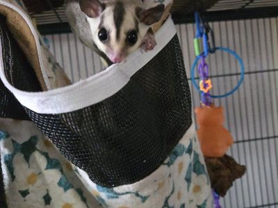 Sugar Glider Babies - Adorable, Playful, and Ready for New Homes!