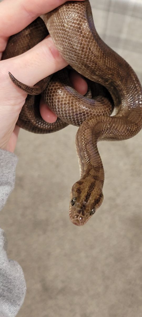 Beautiful Columbian Rainbow Boa
