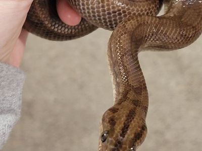 Beautiful Columbian Rainbow Boa