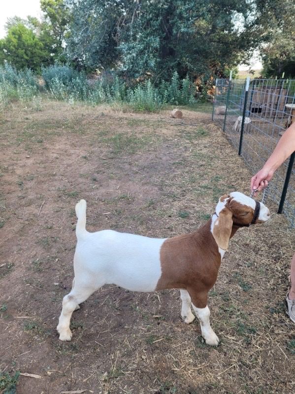 Boer Wether Goat - 80 lbs, Show/Fair Experienced