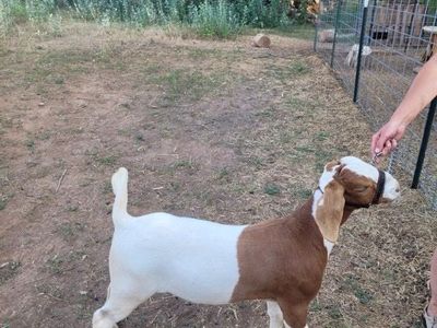 Boer Wether Goat - 80 lbs, Show/Fair Experienced