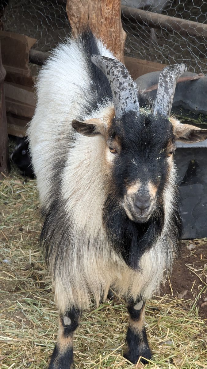 2 year old Buck (Born 3/10/24)