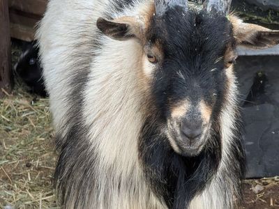 2 year old Buck (Born 3/10/24)