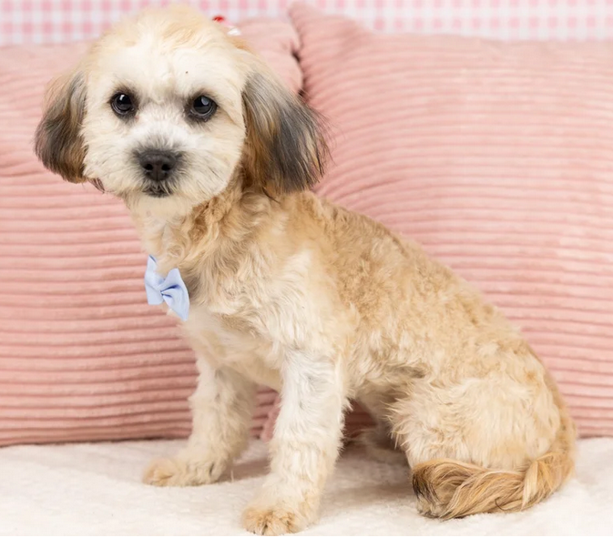 Maltipoo Puppy! Meet Aster!