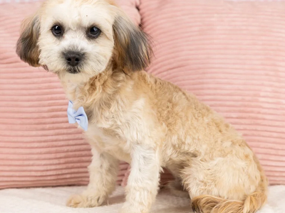 Maltipoo Puppy! Meet Aster!