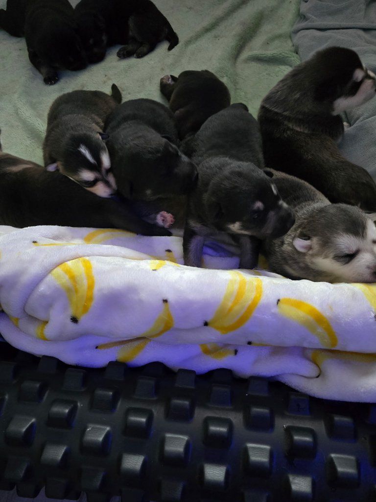 German Shepherd/Husky mix