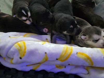 German Shepherd/Husky mix