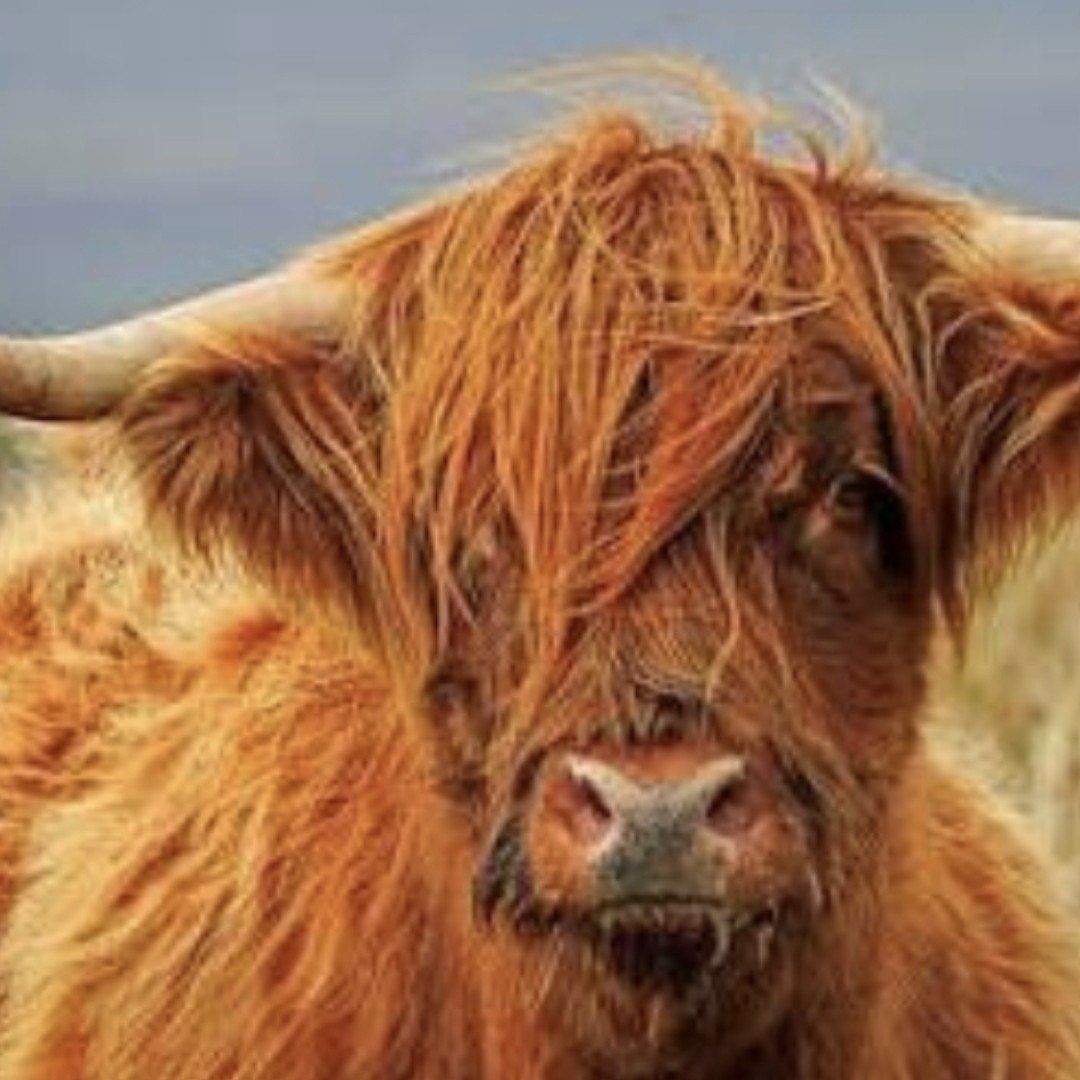 Registered medium Highland Cow