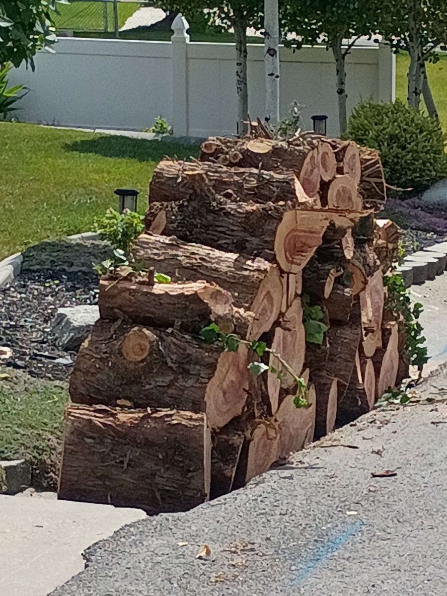 Free cedar firewood