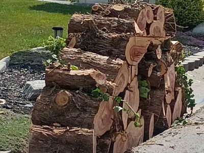 Free cedar firewood