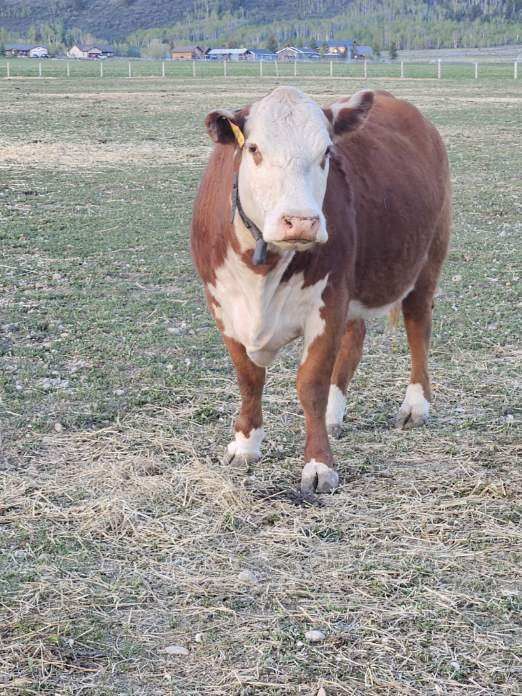 Open cull cows