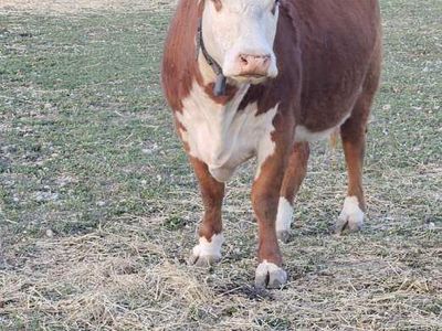 Open cull cows