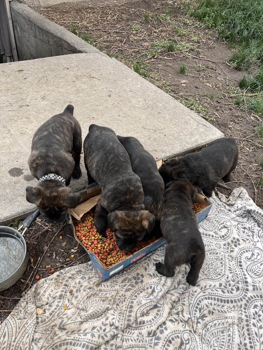 Cane Corso / Rottweiler Puppies