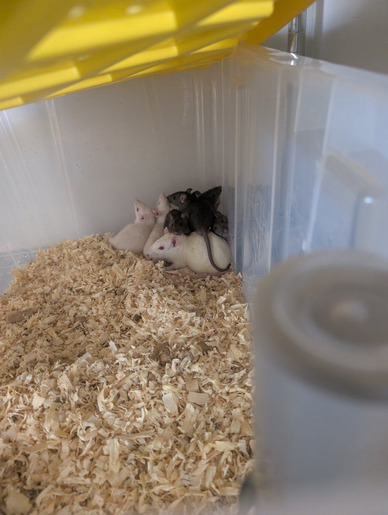 feeder rats discount on bulk
