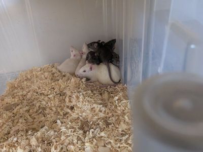 feeder rats discount on bulk