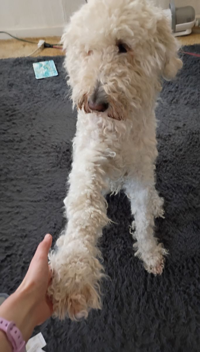 STANDARD POODLE