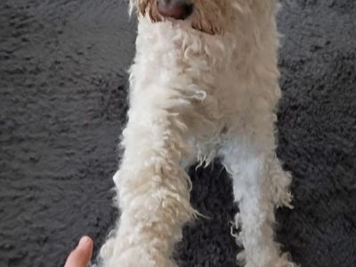 STANDARD POODLE