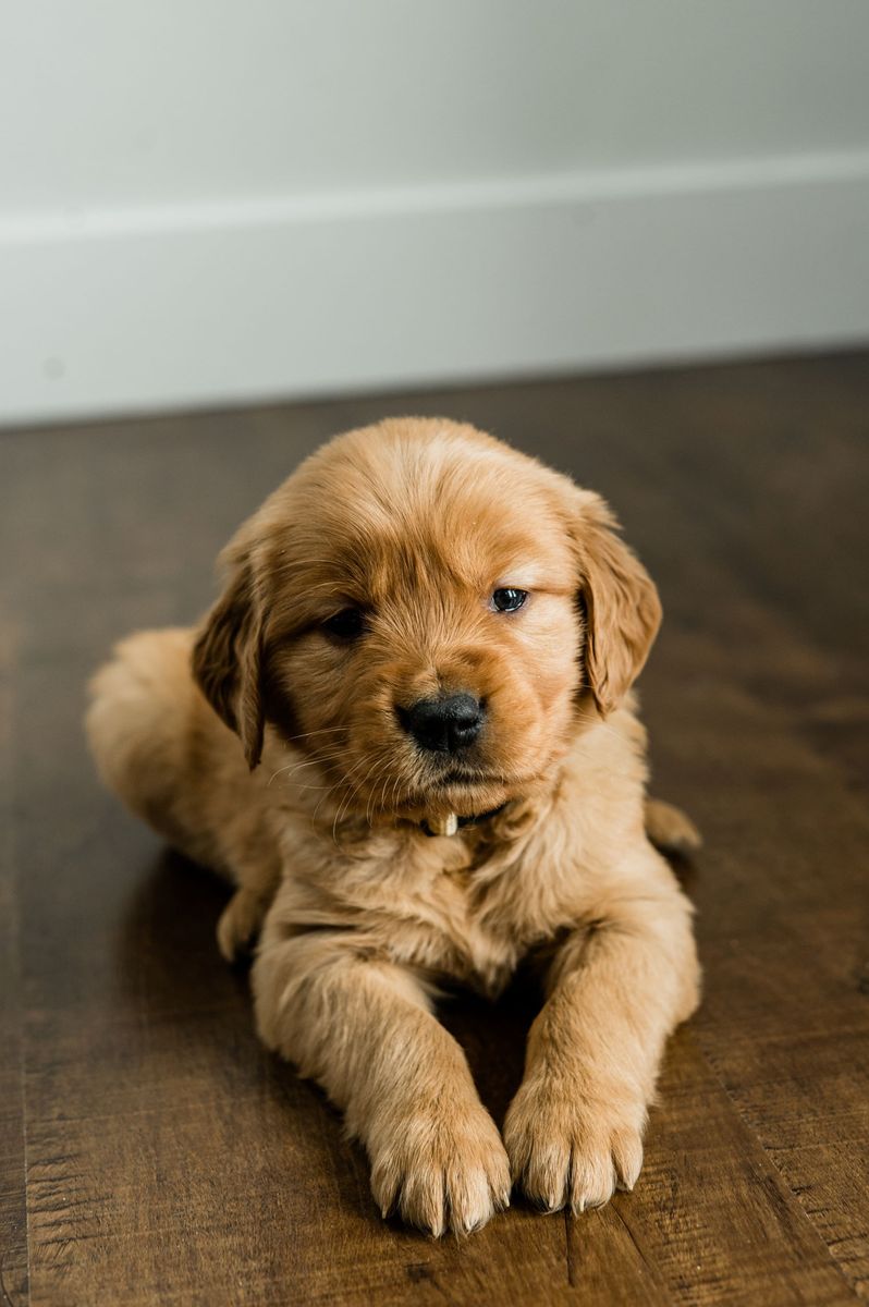 AKC Dark Golden Retriever Puppies