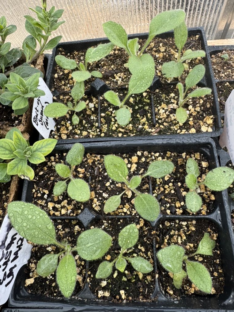 Black-eyes Susan (redbeckia)