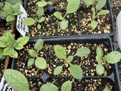 Black-eyes Susan (redbeckia)