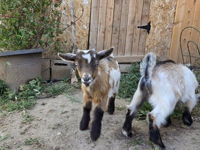 bottle fed tri colored blue eye buck