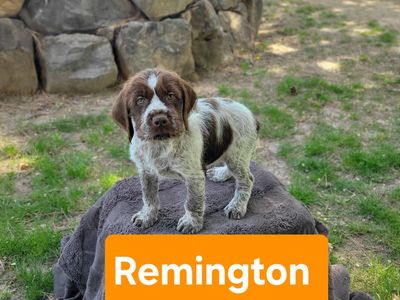 Akc Wiredhair Pointing Griffons