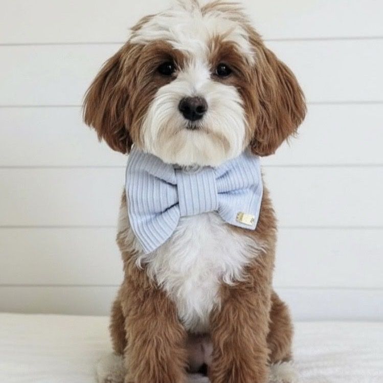 7lb 100% clear Bb Goldendoodle stud