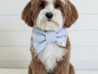 7lb 100% clear Bb Goldendoodle stud