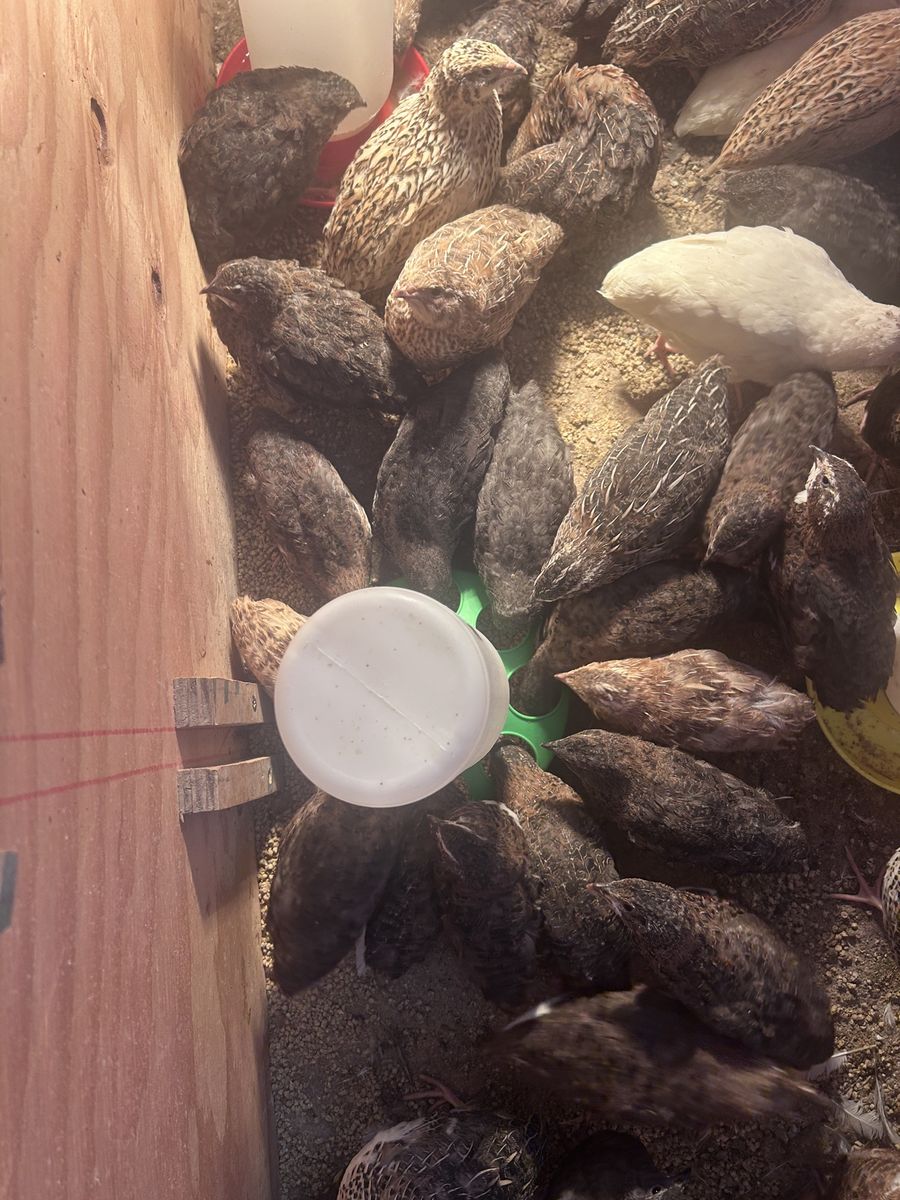 Japenese Quails
