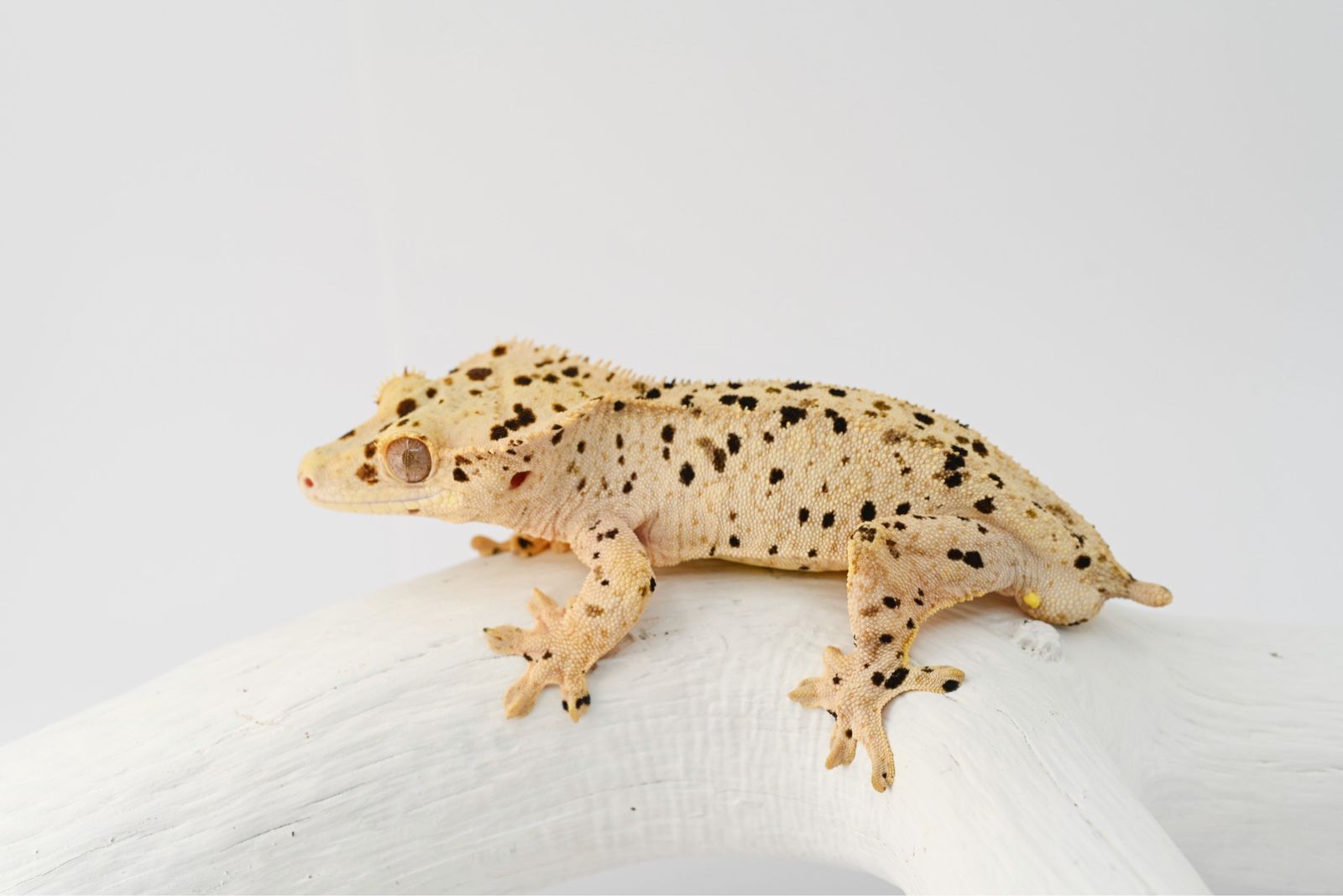 Super Dalmatian Crested Gecko