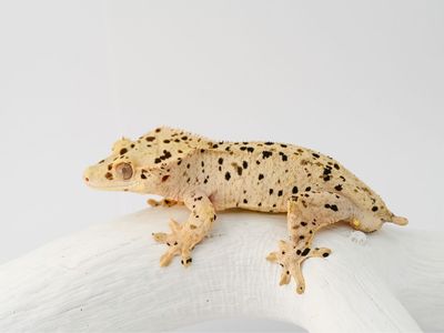 Super Dalmatian Crested Gecko