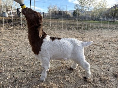 Bottle Baby Boer Doe
