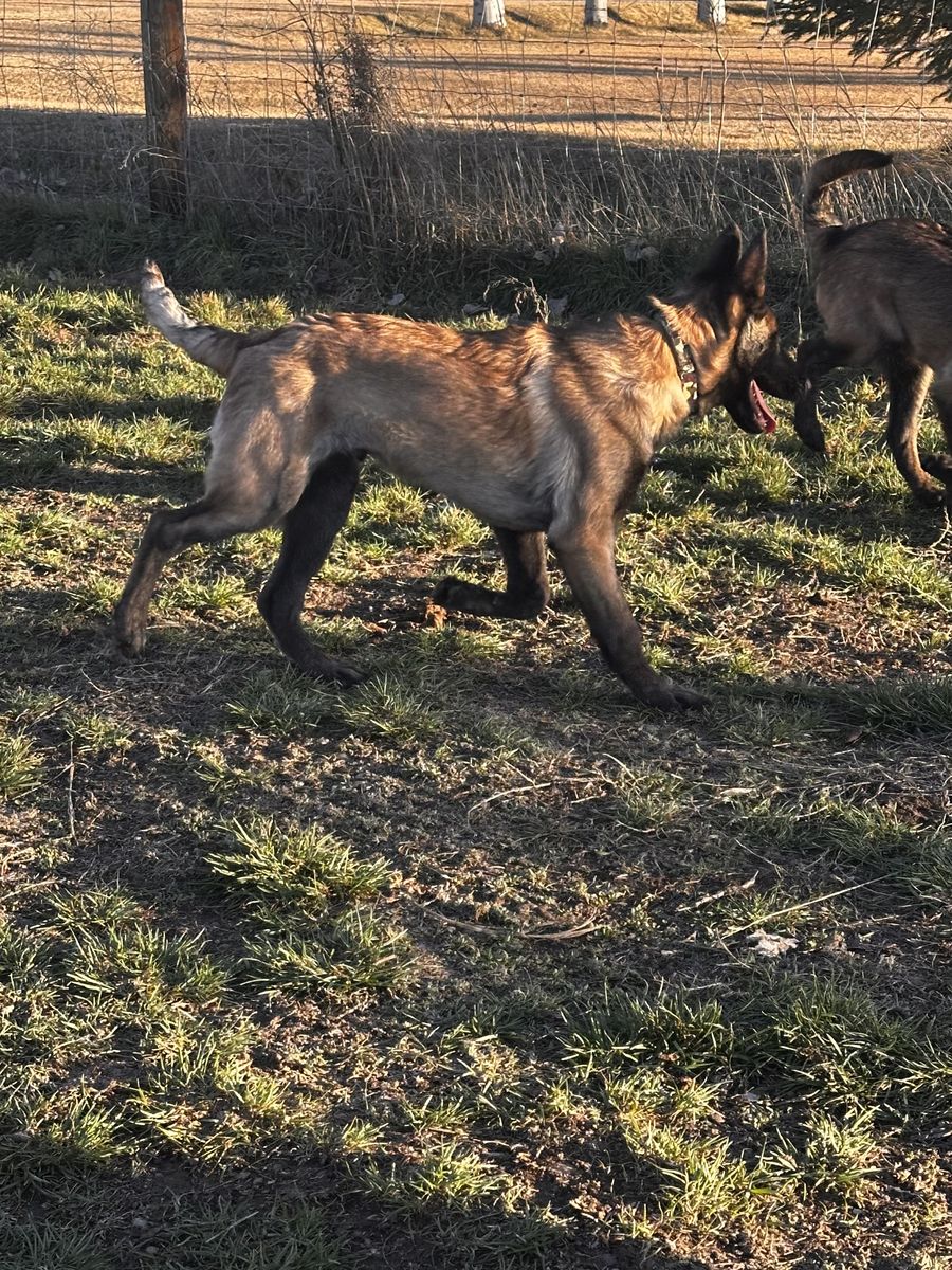 AKC Belgian Malinois Puppies