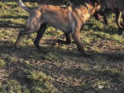 AKC Belgian Malinois Puppies