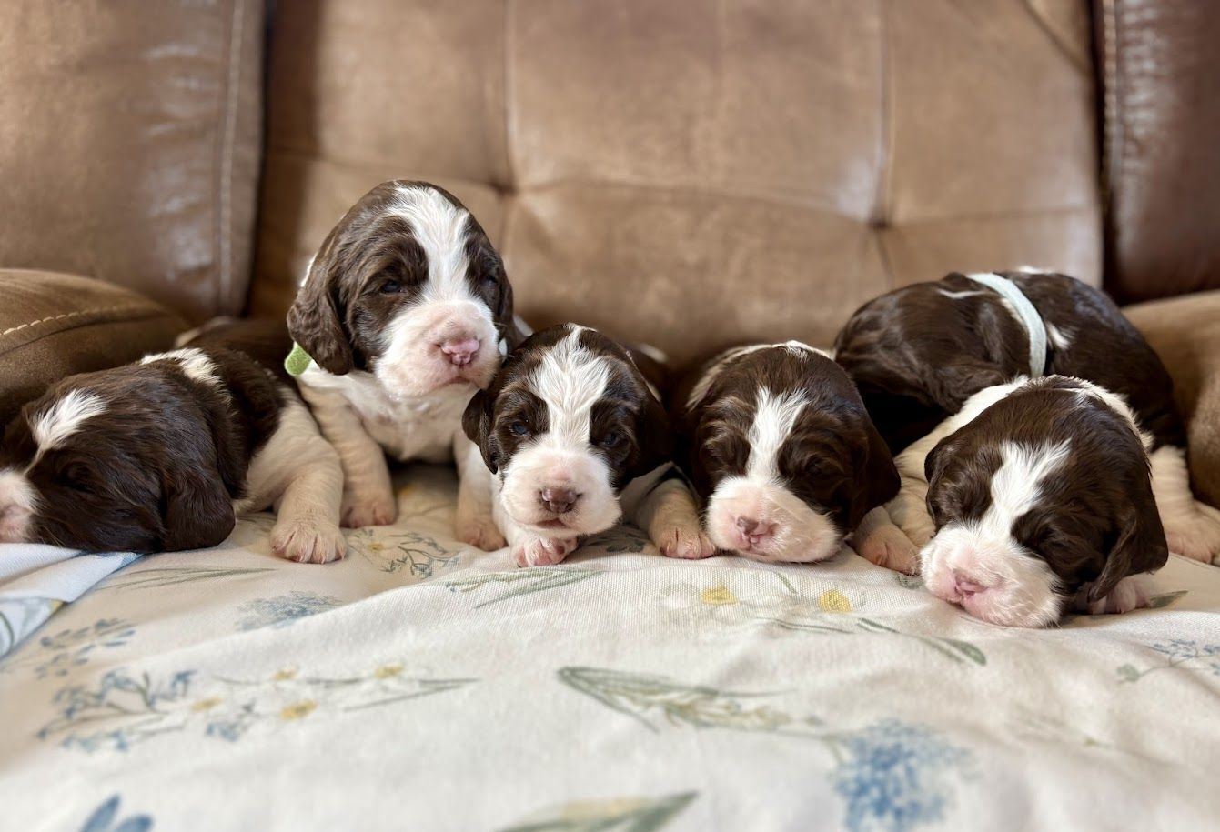 English Springer Spaniels