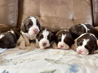 English Springer Spaniels