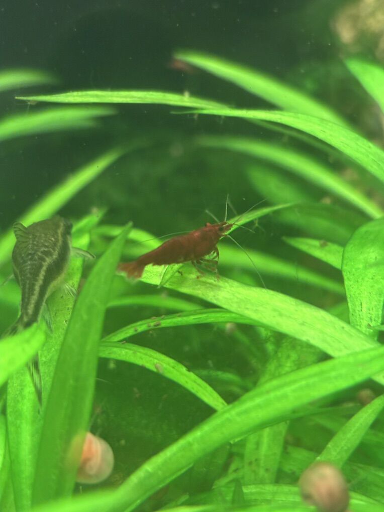 Neocaridina Shrimp *Assorted colors*