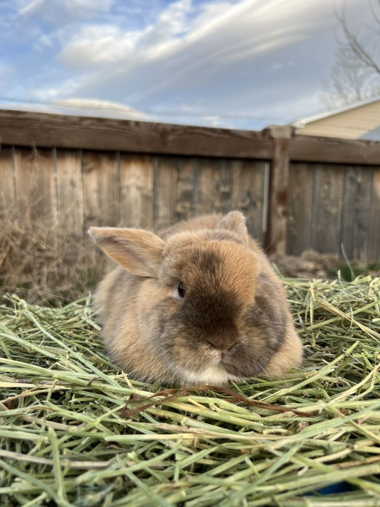 Chocolate Harlequin Buck