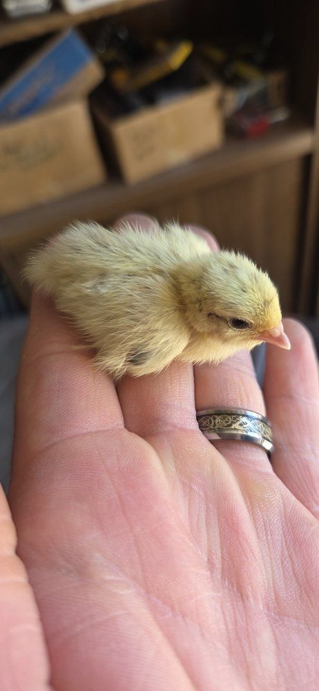 Cute Baby Chicks/Quail for Sale - Various Colors, Young Birds, Great for Pets or Hobby Farms