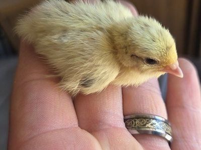 Cute Baby Chicks/Quail for Sale - Various Colors, Young Birds, Great for Pets or Hobby Farms