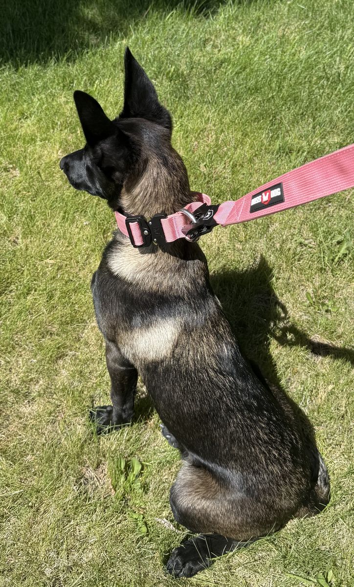 Rehoming Female Belgian Malinois