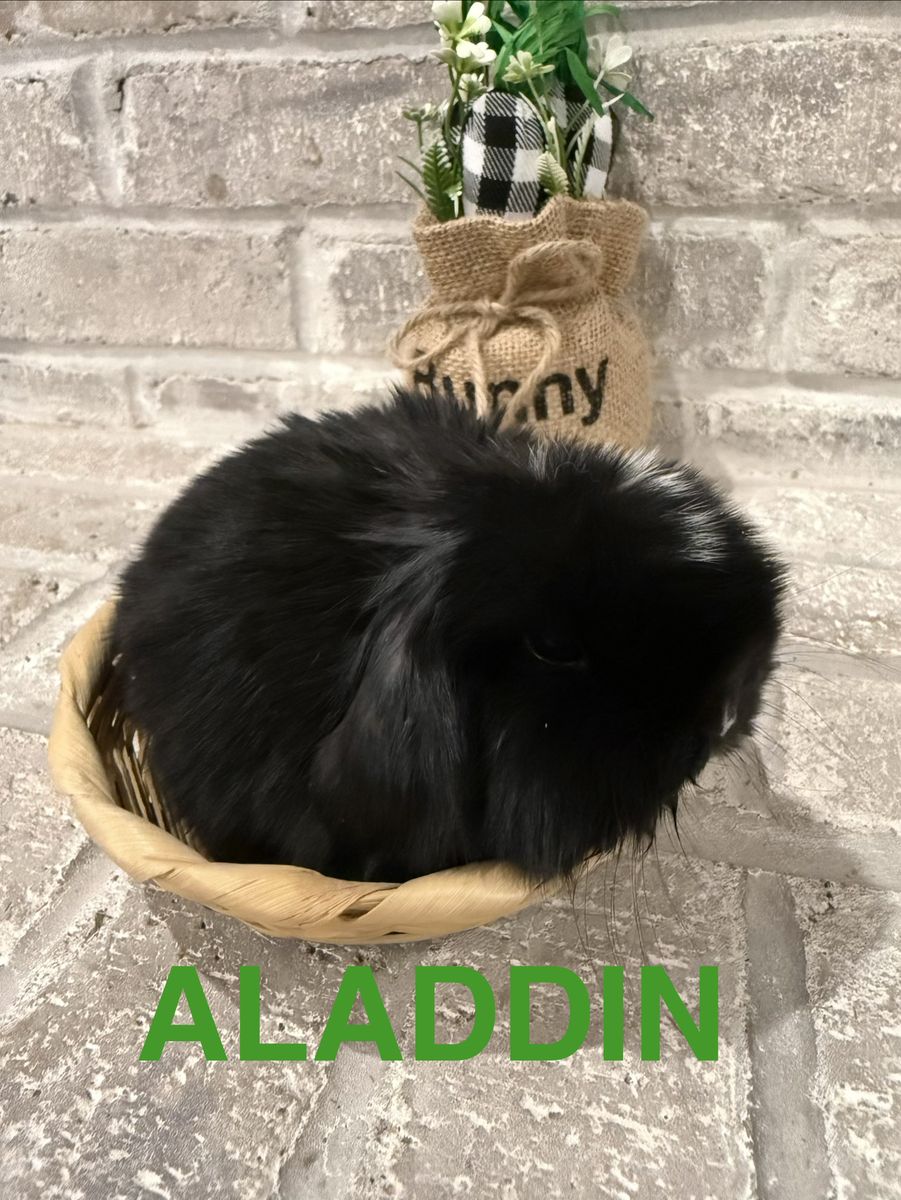 Pedigreed Holland Lop Bunnies